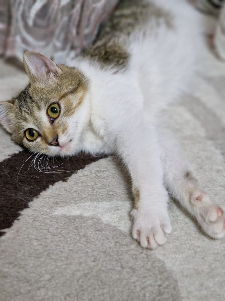 Котенок ищет дом
