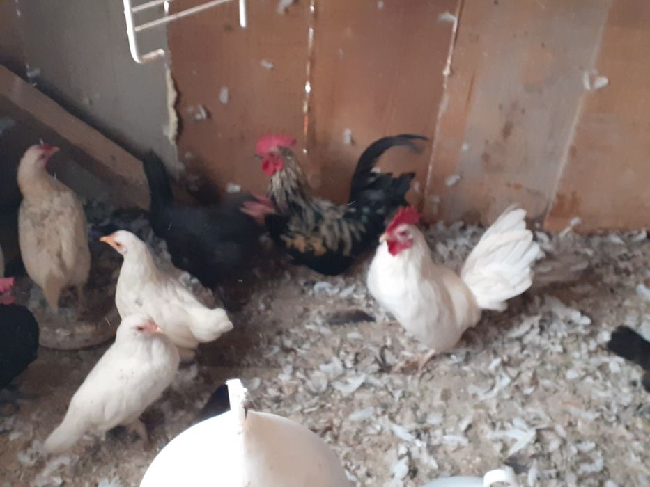 Vând famili de găini pitice cu una sau mai multe puicute