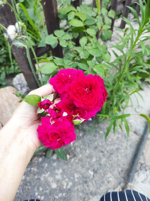 Роза, плетучая, красивая