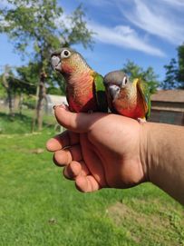 Папагали пирури ръчно хранени