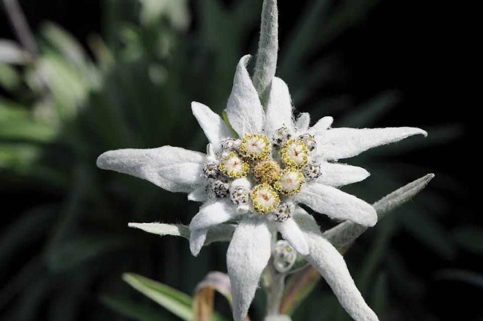 Еделвайс (leontopodium alpinum)