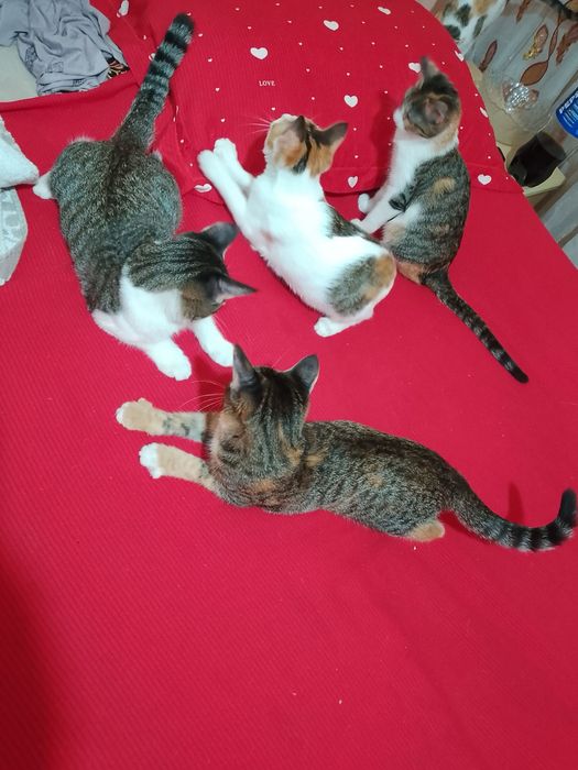 Отдам кошочек дором в хорошие руки