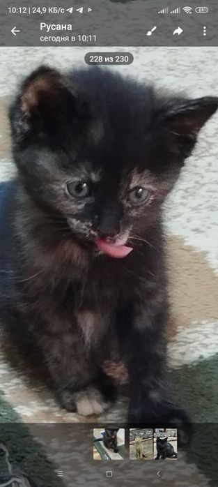 Котята домашние 3 месяца