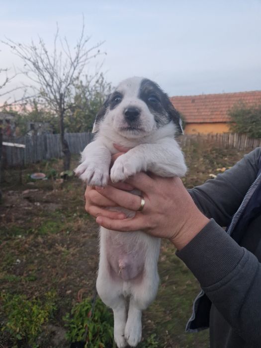 Donez cățeluși frumoși și foarte jucăuși