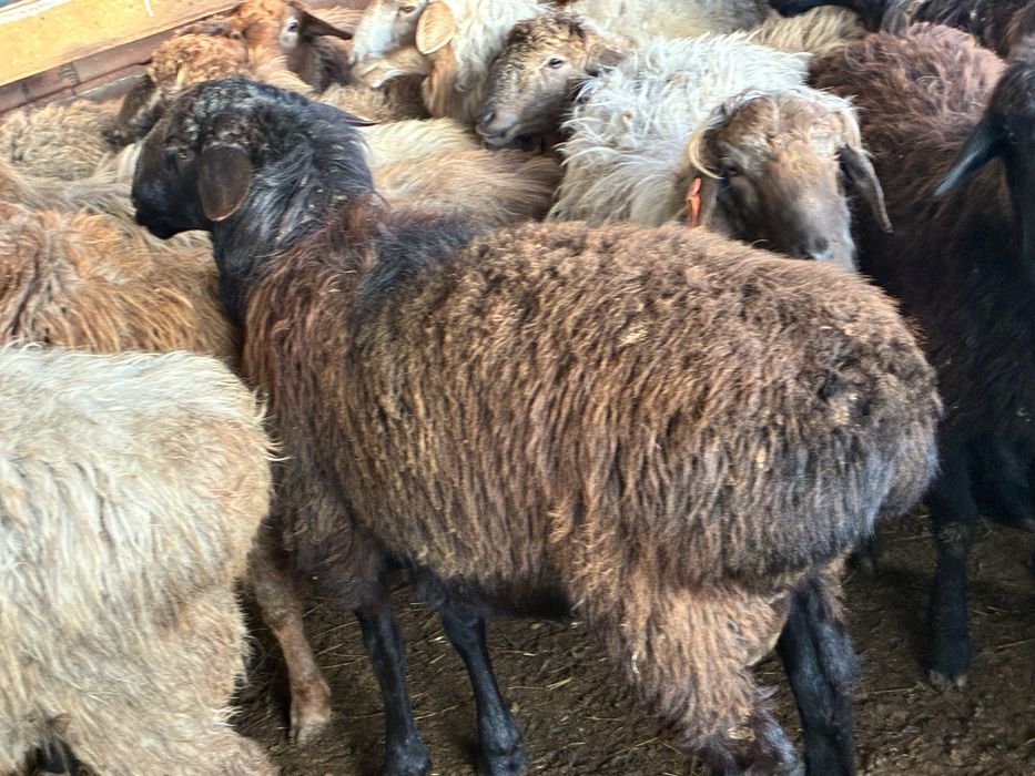 Қошқар  еділбай Сортировкада