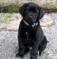 Labrador retriever negru