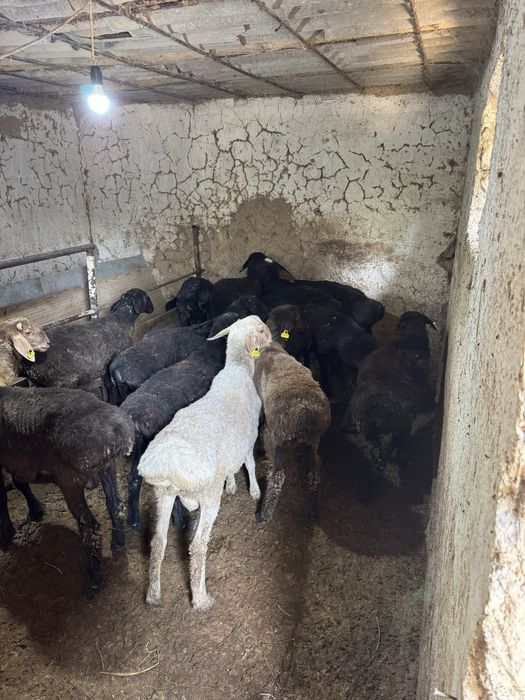 тоқты қошкарлар сатылады