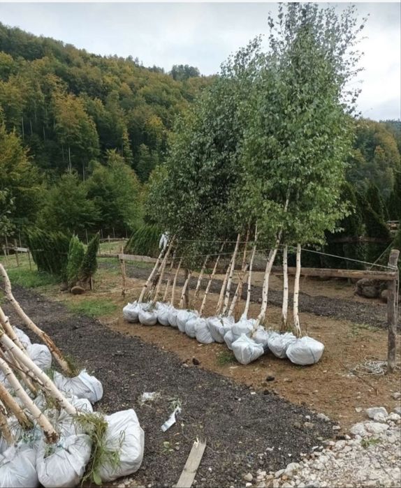 Plante ornamentale naturale de gradina