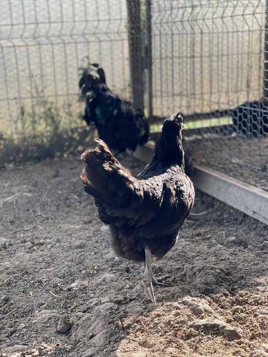 Ouă Ayam Cemani – cocoșul Ferrari și găina de lux în curtea ta