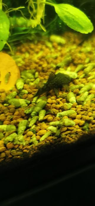 Pești Ancistrus de vânzare 4-6cm