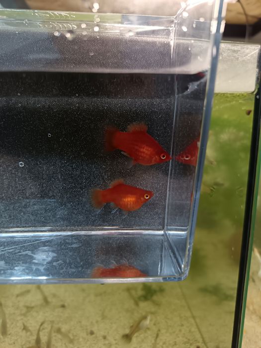 Guppy și Platy direct de la crescător