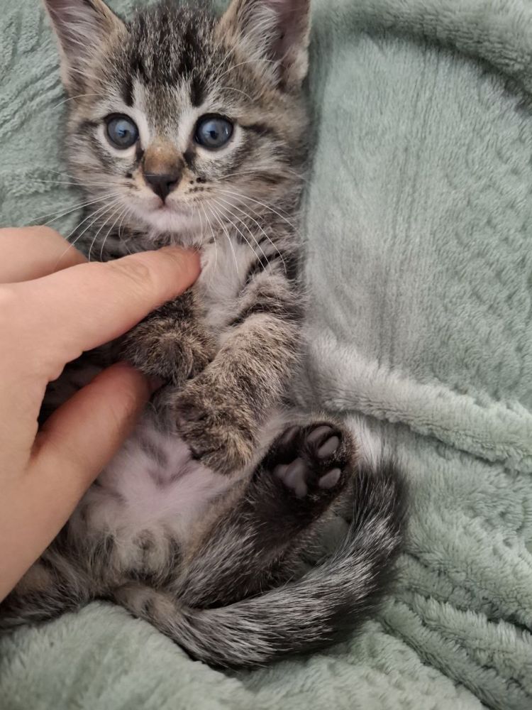 Котенок ищет дом