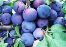 !!Prune pentru țuică!!