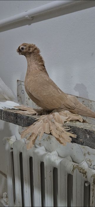 Жолтаяяяяяяяяяяяя