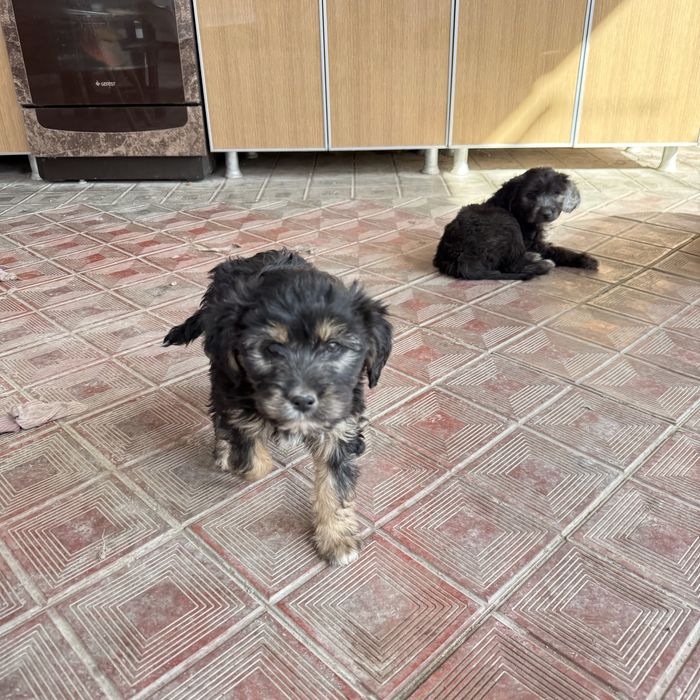 Отдам щенят в добрые руки