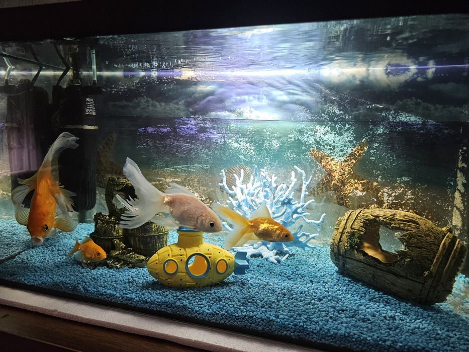 Acvariu complet echipat 60l