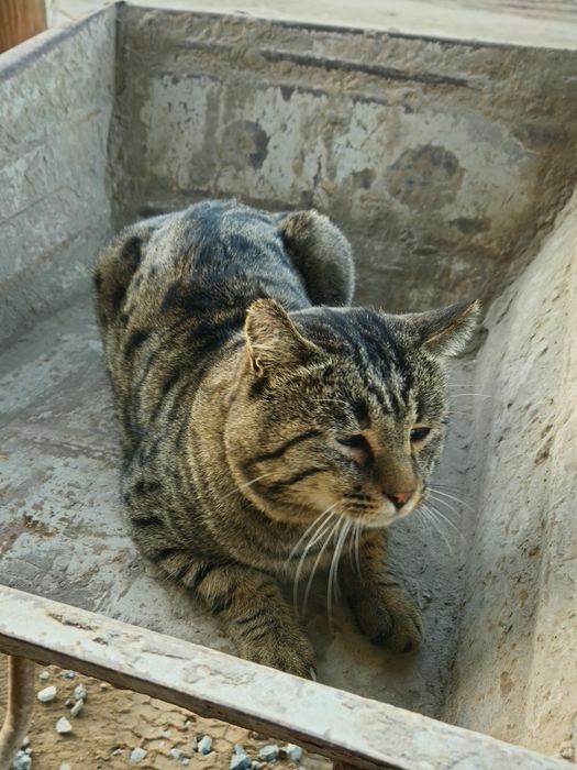 MUSHUK Juda oĝir va yoqim toy