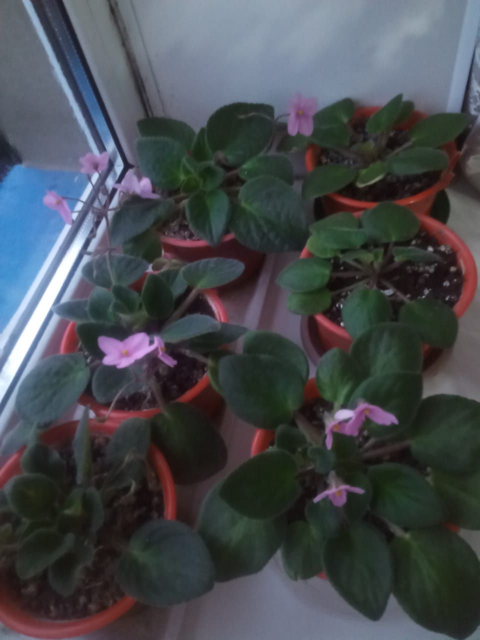 Комнатные цветы.