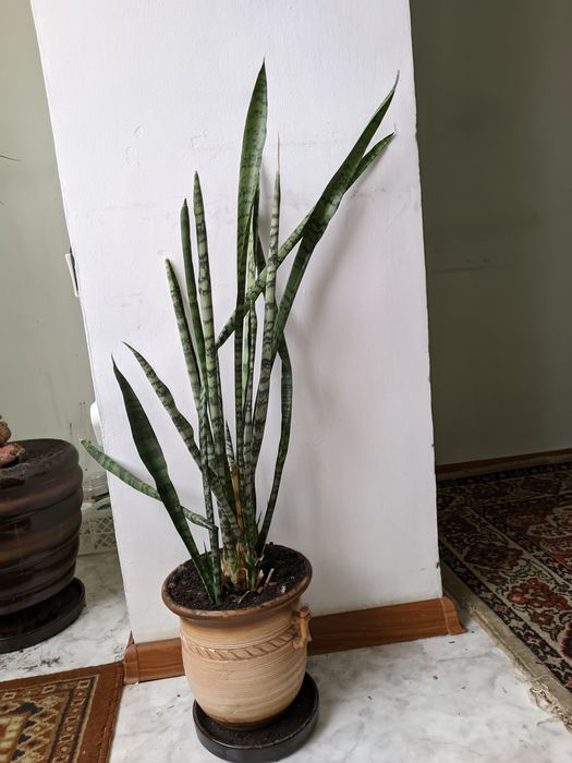 Продам комнатное растение