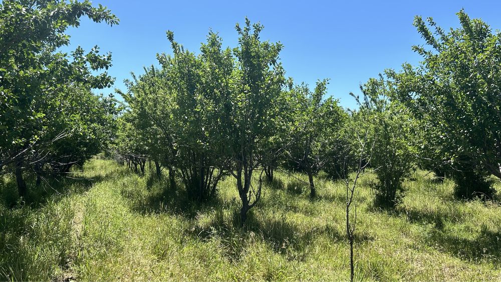 Черносливный сад 1га (қара өрік бауы).