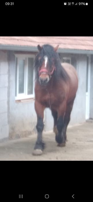 Vând mânz frumos și blând