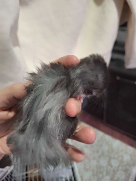 Продам клетку с хомячками