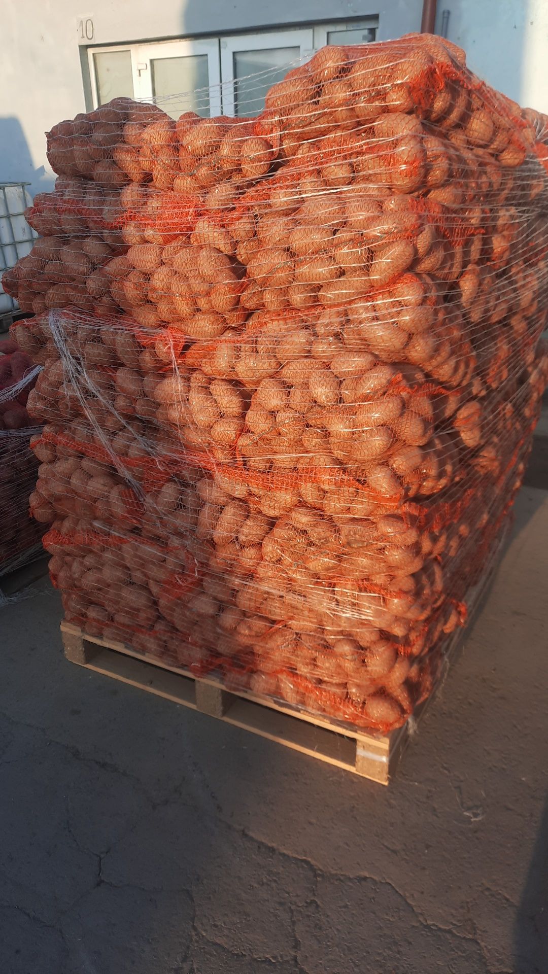 Vand cartofi import 55+