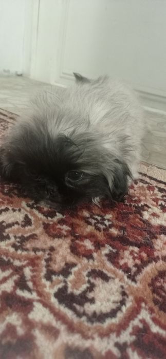 Продается щенок пикинесс