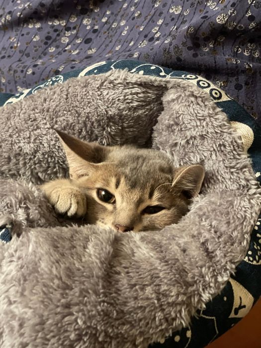 Продается котенок абиссинской породы