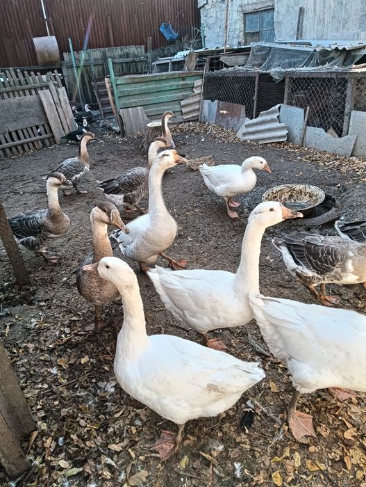 Продается гусиное мясо по 4500т за кг