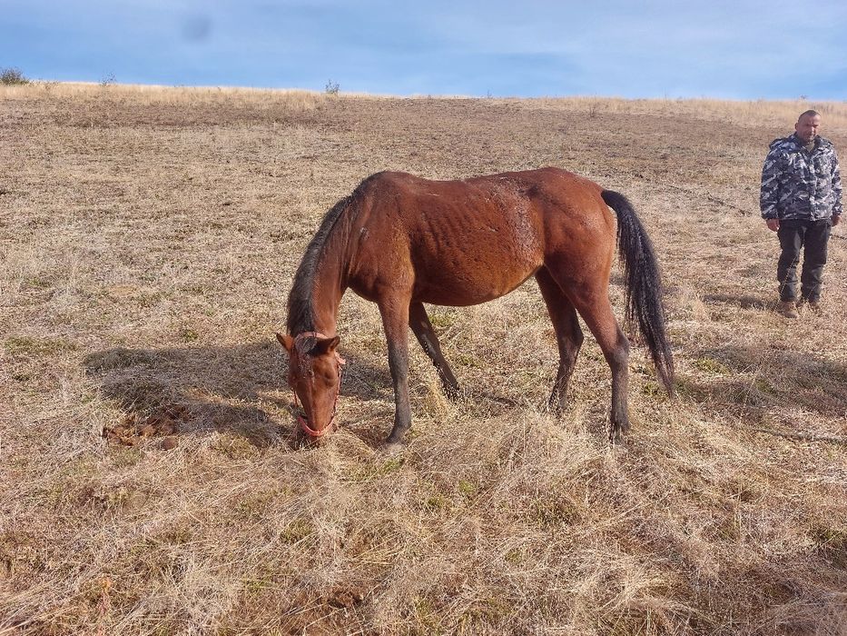 кон с жребче  7 години