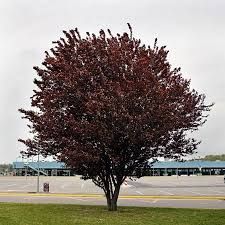 Prunus nigra corcoduș roșu