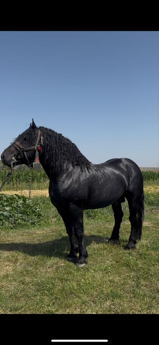 Armasar sange rece unguresc