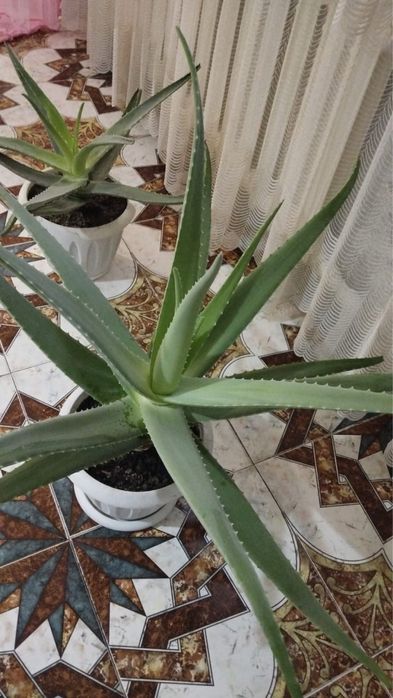 Продается алоэ вера