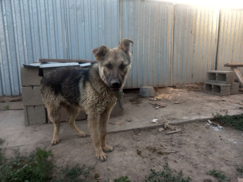 Немецкая овчарка договорная