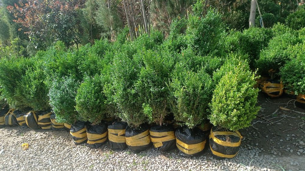 Шамшод оптом нархларда