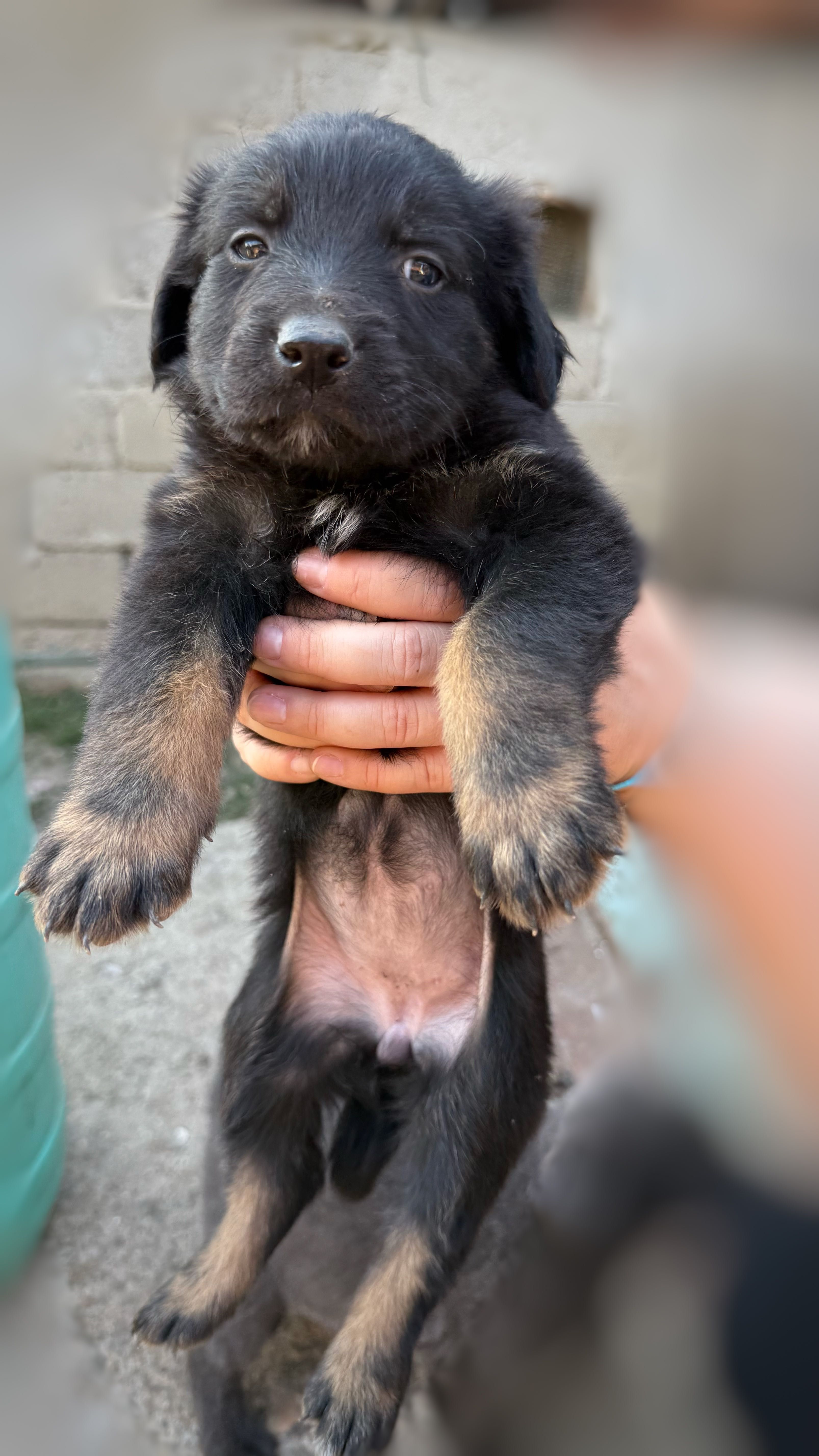 Cățeluși spre adopție