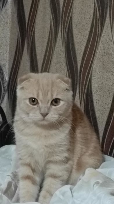 Mushuk sotiladi.