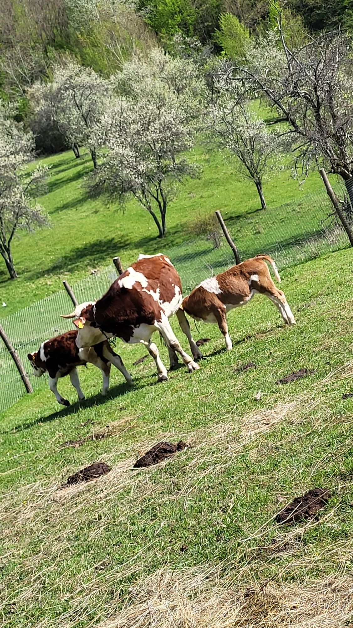 Vand vaca cu doi vitei