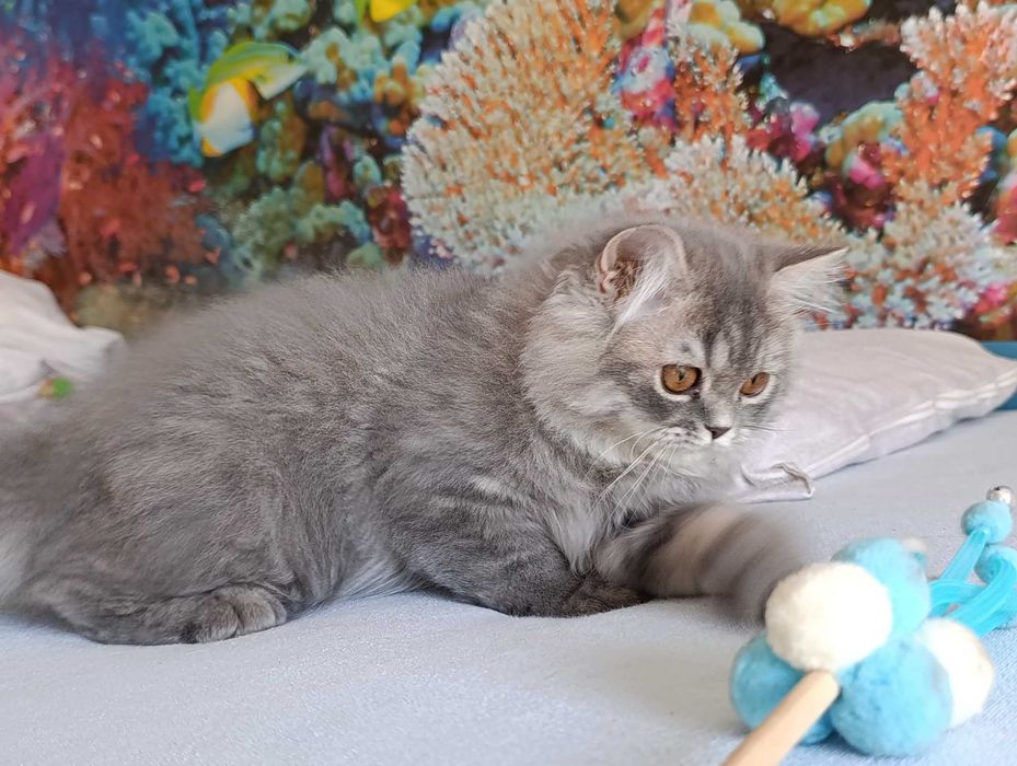 Pisica british longhair blue tabby