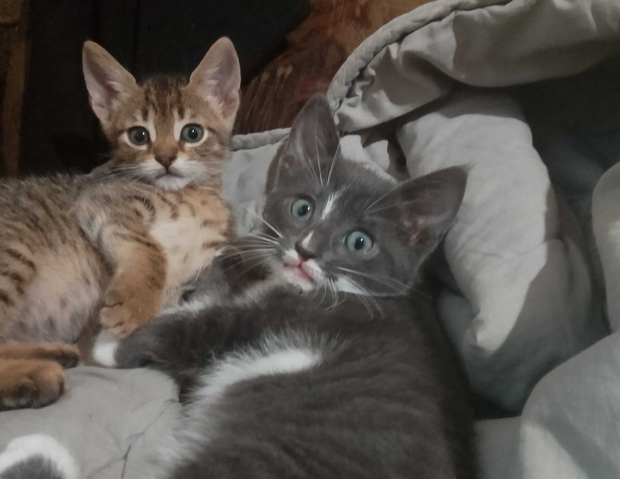 Котета - град Павликени