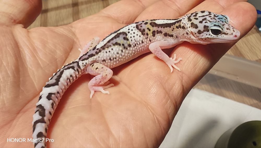 Леопардов гекон (Eublepharis macularius)