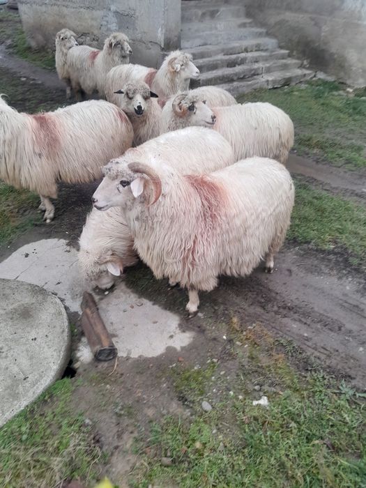 Vând 8 oi de ținut