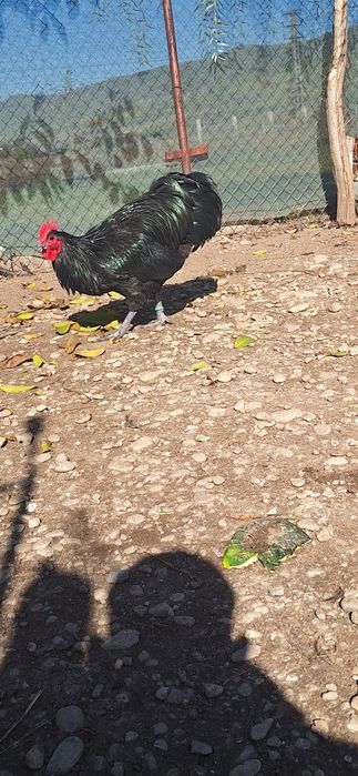 Ultimele 4 puici de australorp de 5 luni si cocosi pt doritori