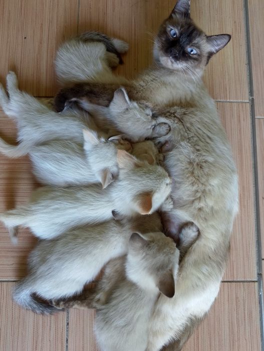 Отдам котят  в хорошие руки