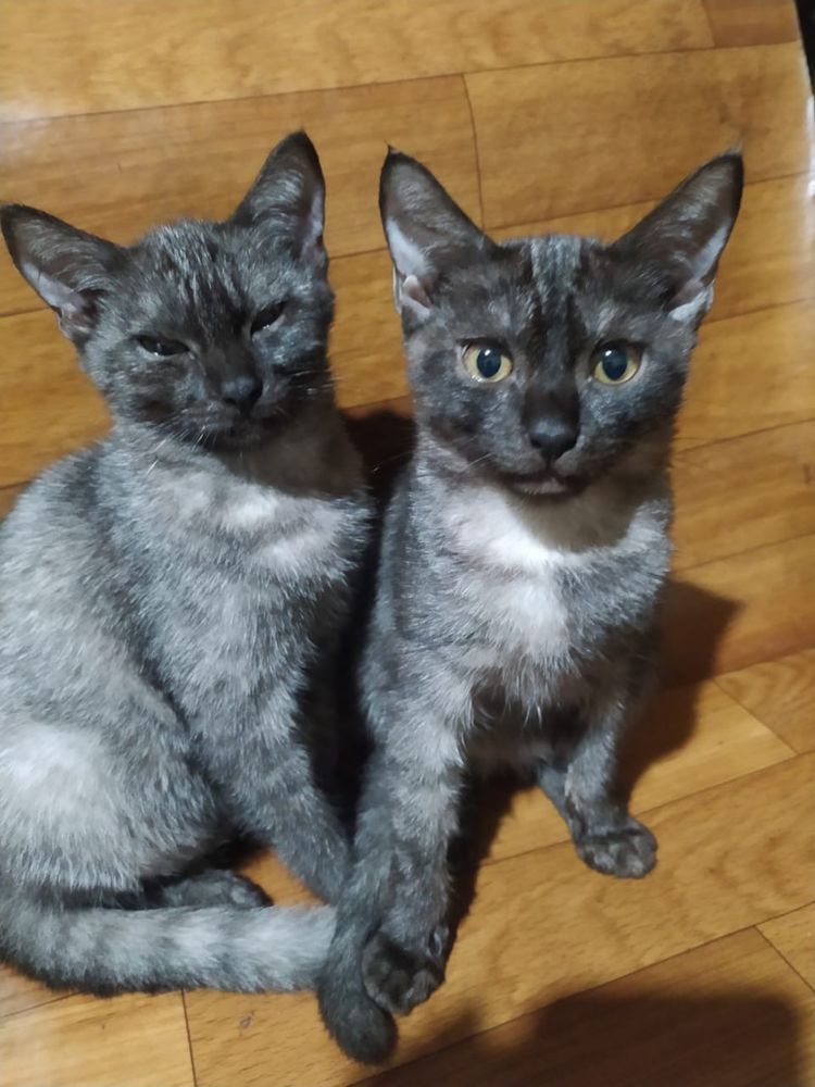 Отдам даром котят в добрые руки!