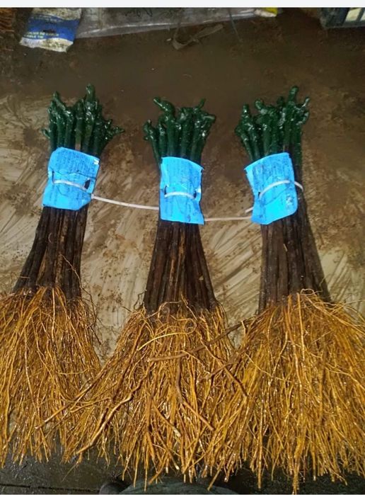 Butași viță de vie altoită sau hibrida