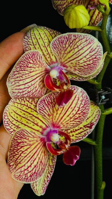 Комнатные растения.Новое поступление