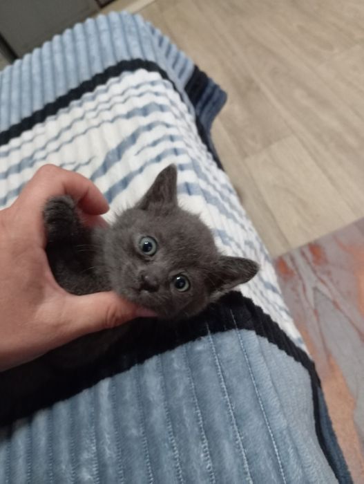 Красивые,котята! Бесплатно!