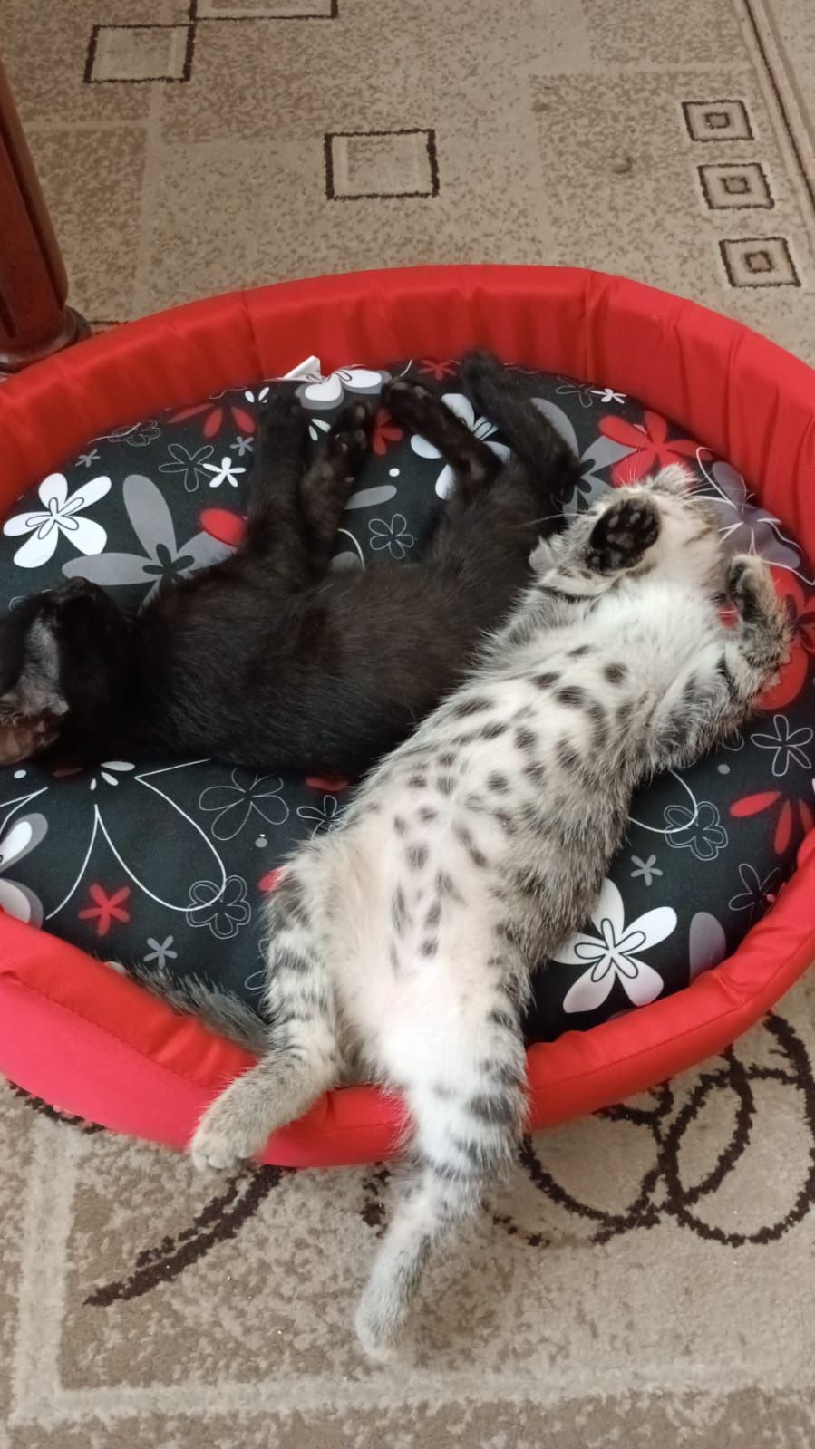 Котята девочка и мальчик